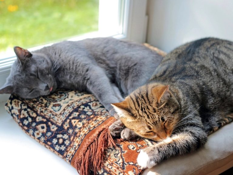 Building a Calm Evening Routine for an Indoor Cat