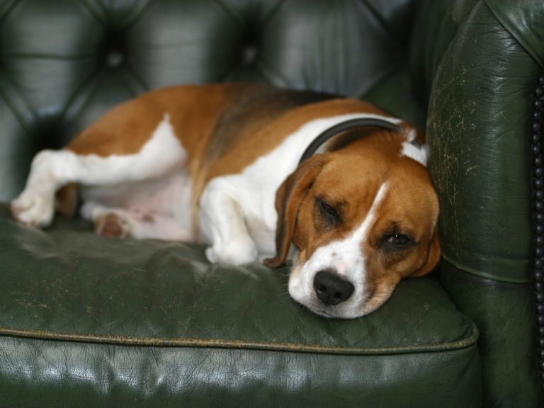 What I Learned From Living With a Dog Who Hates Hurry